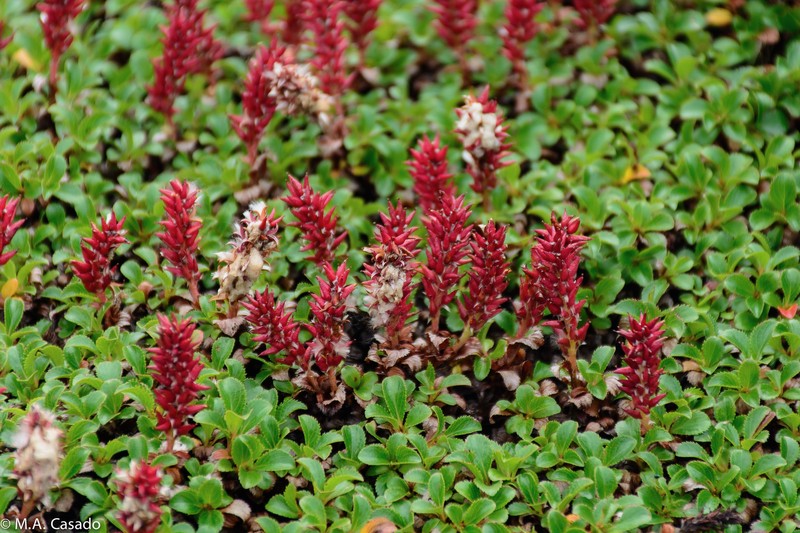 Salix berberifolia subsp. kamtschatica photo 6