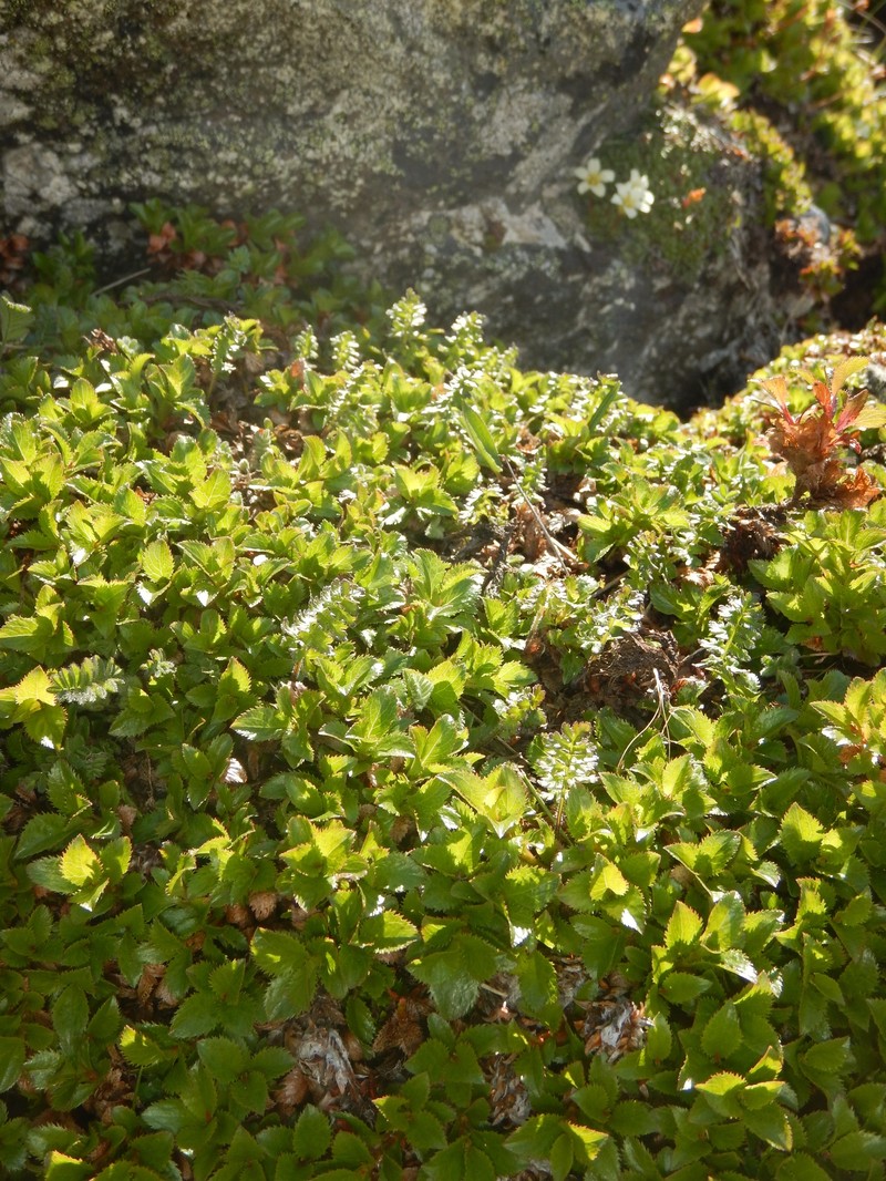 Salix berberifolia subsp. kamtschatica photo 7