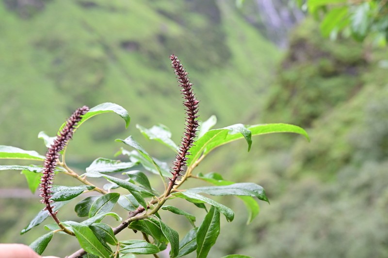 Salix bistyla