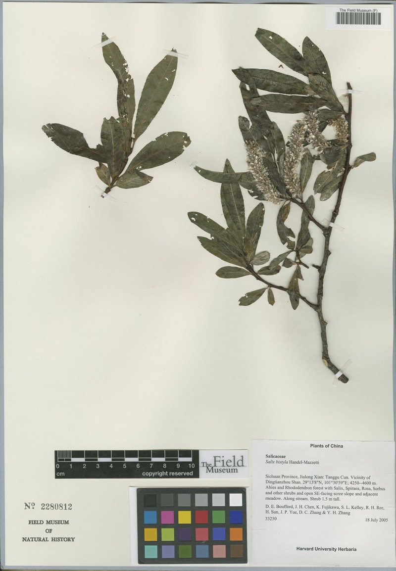 Salix bistyla photo 2