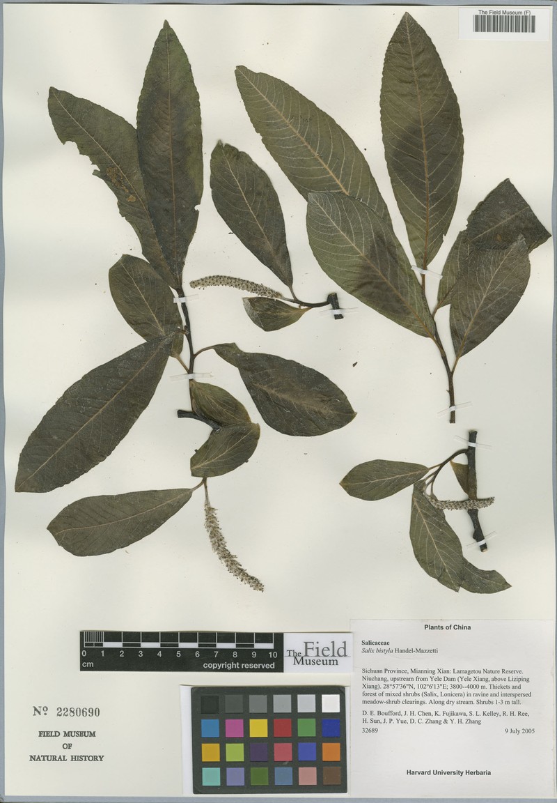 Salix bistyla photo 3