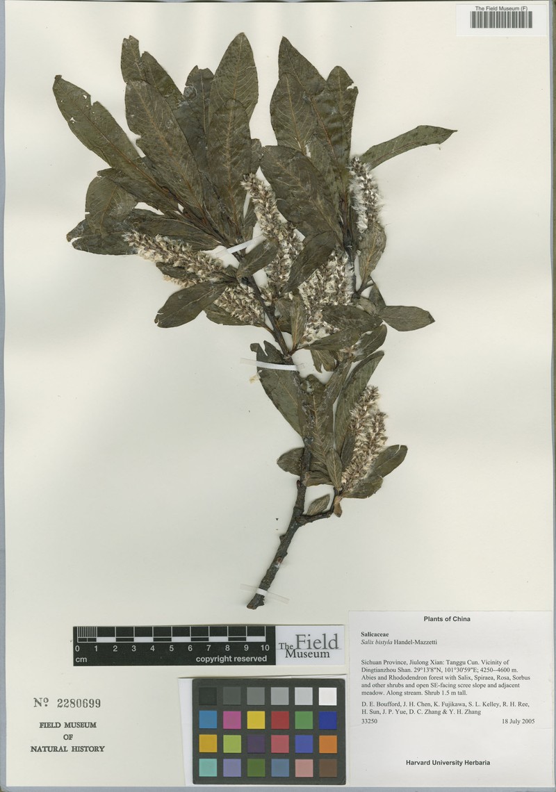 Salix bistyla photo 4