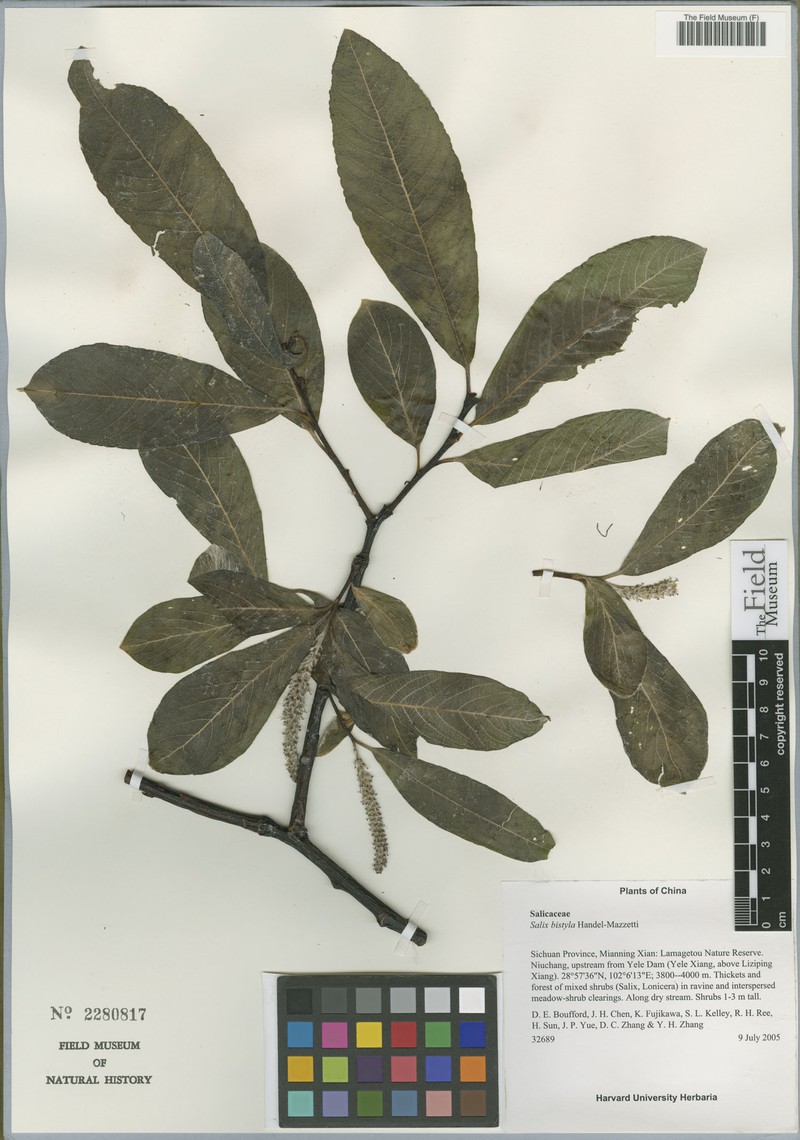Salix bistyla photo 5