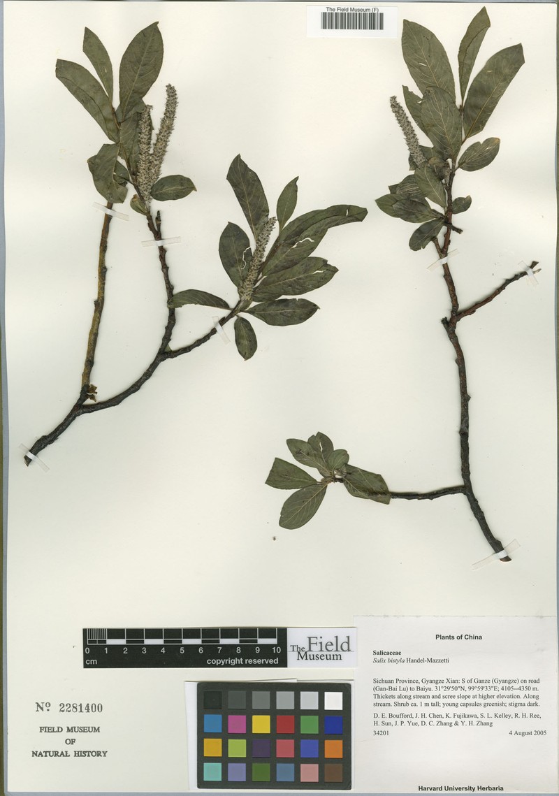 Salix bistyla photo 6