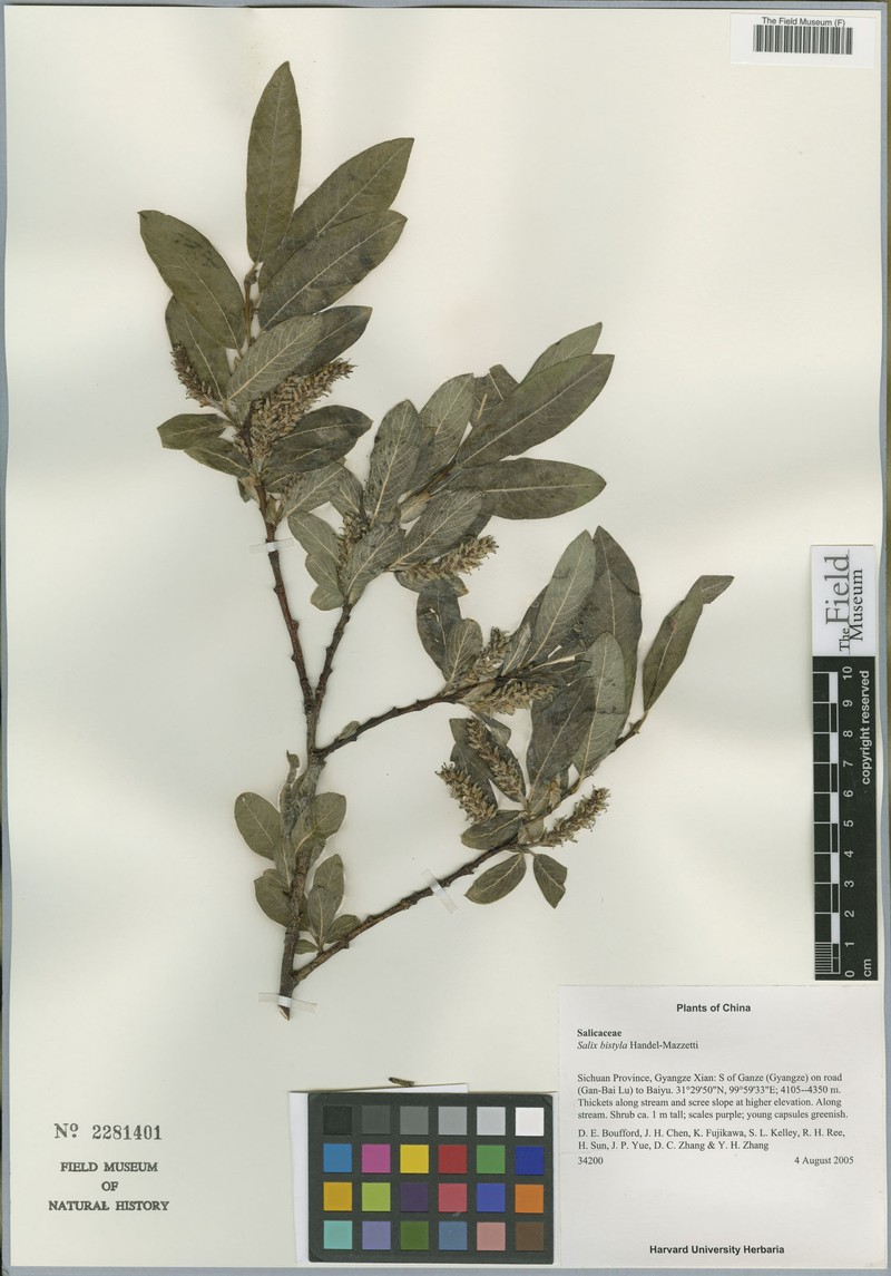 Salix bistyla photo 7