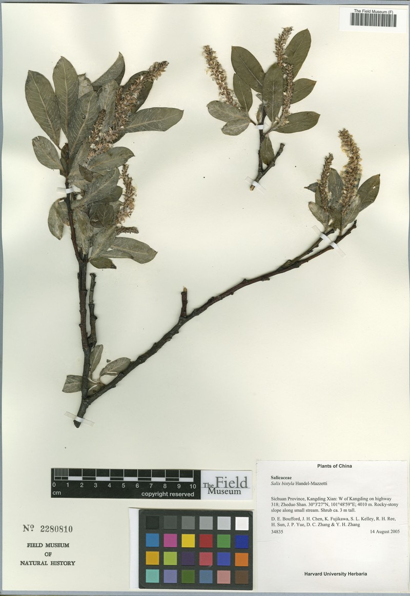 Salix bistyla photo 8