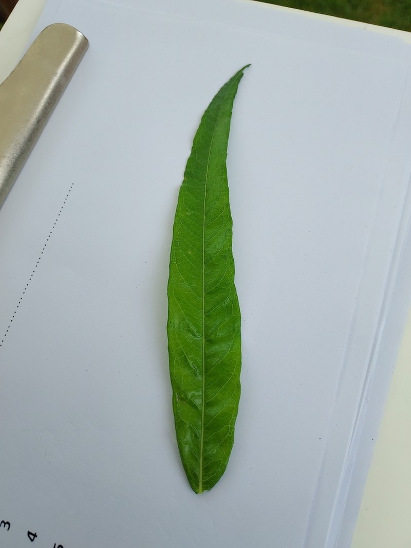 Salix blinii