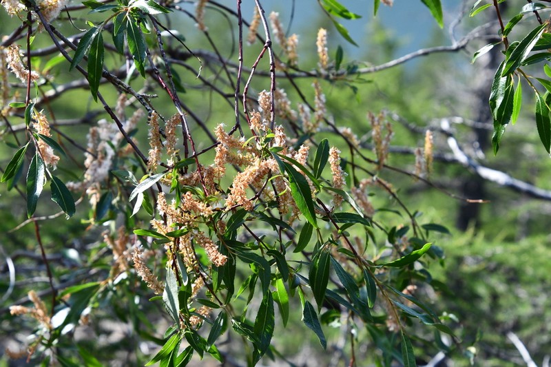 Salix boganidensis