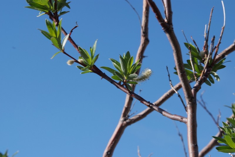 Salix boganidensis photo 2