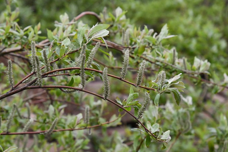 Salix boganidensis photo 3