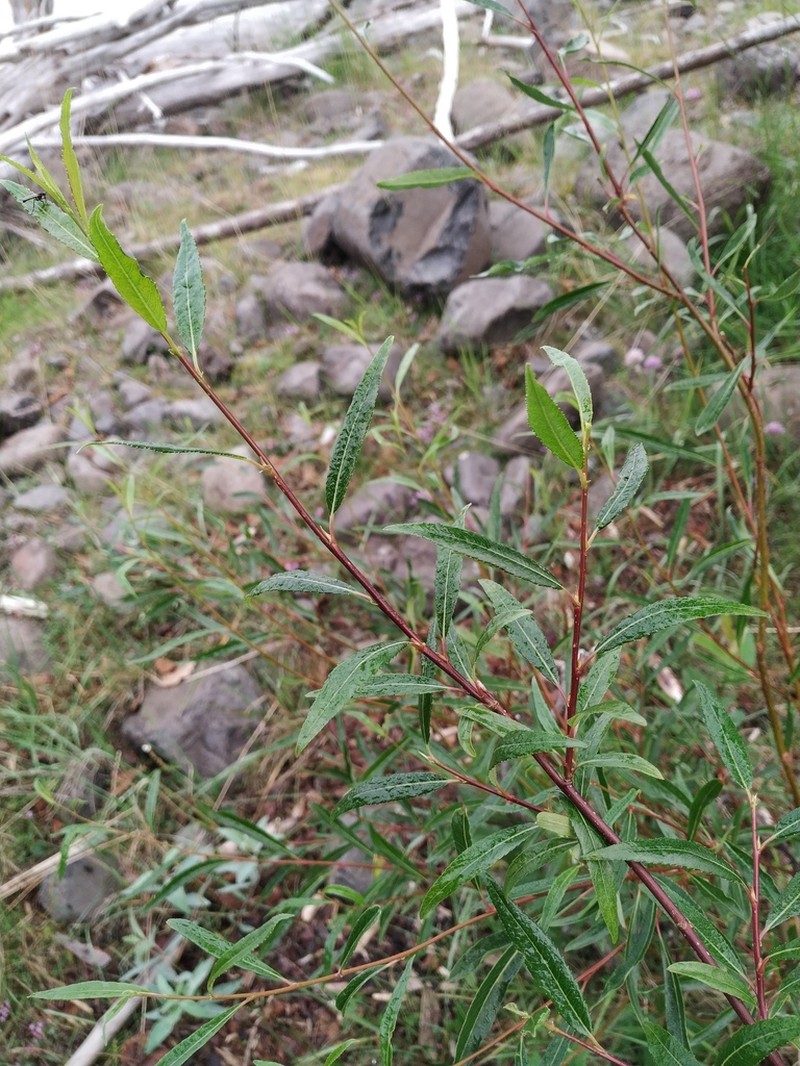 Salix boganidensis photo 4