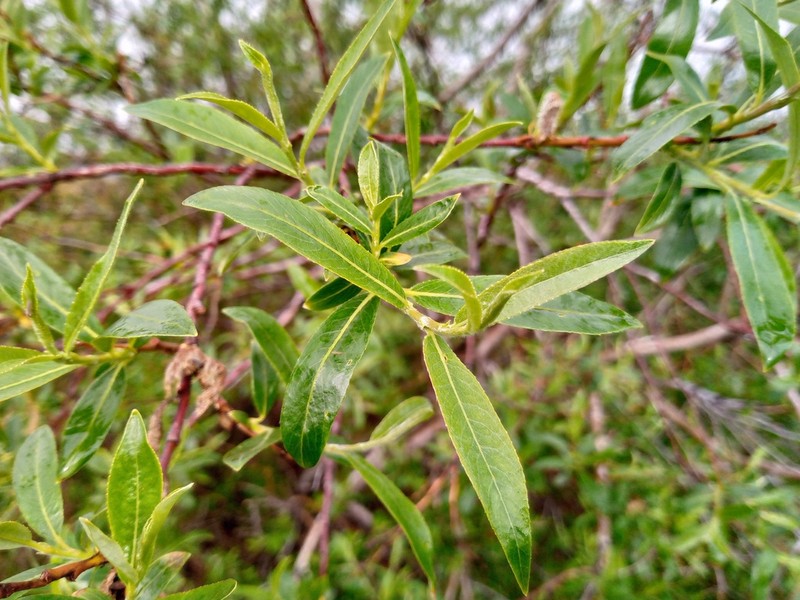 Salix boganidensis photo 5