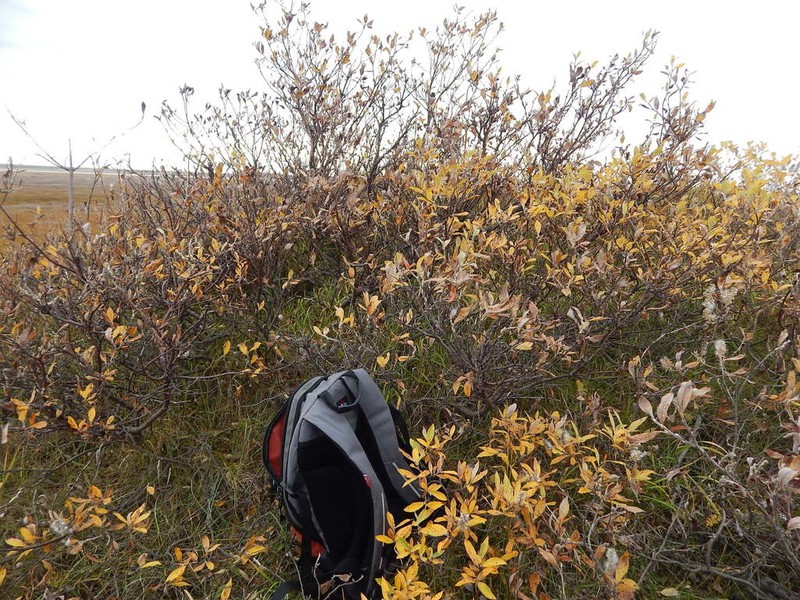 Salix boganidensis photo 6