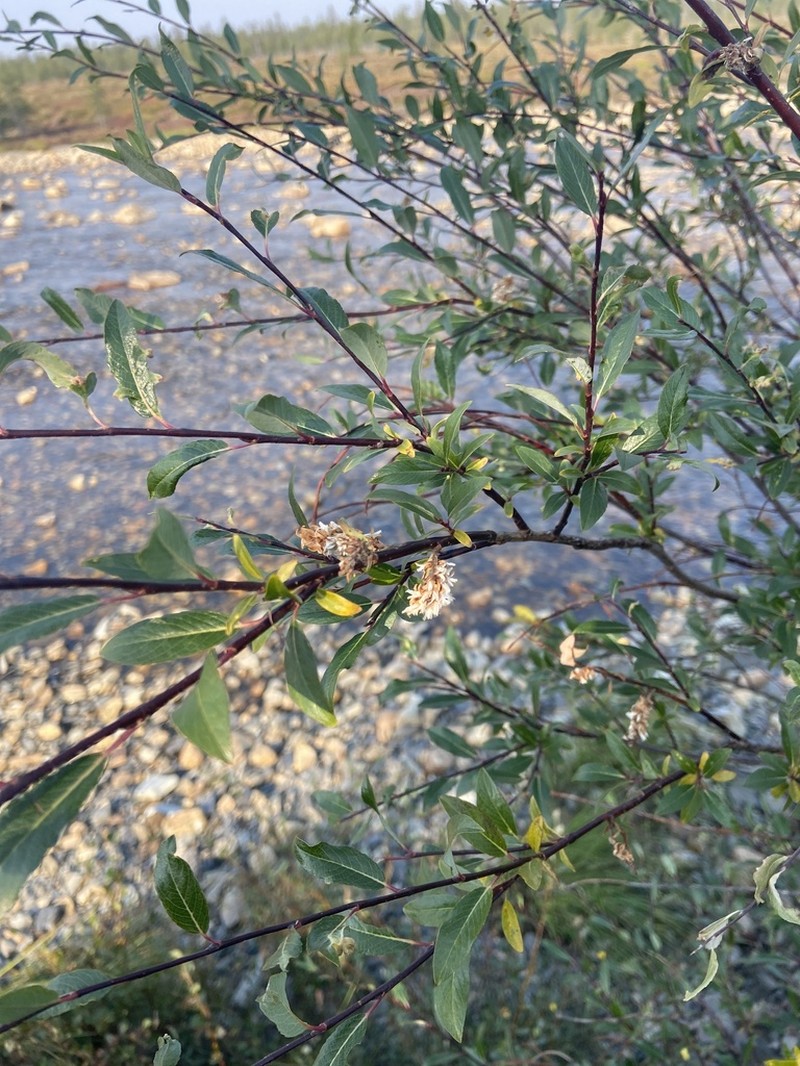 Salix boganidensis photo 7