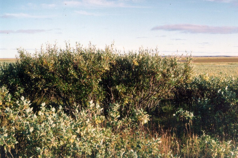 Salix boganidensis photo 8