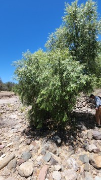 Bonpland Willow