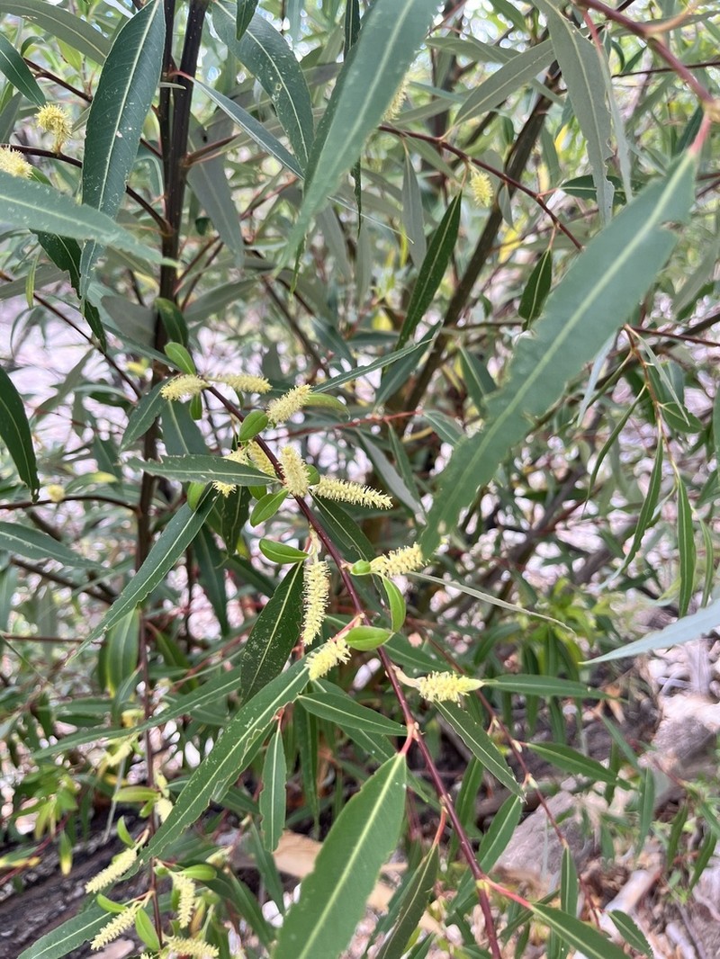 Bonpland Willow photo 2