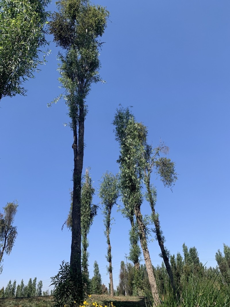 Bonpland Willow photo 3