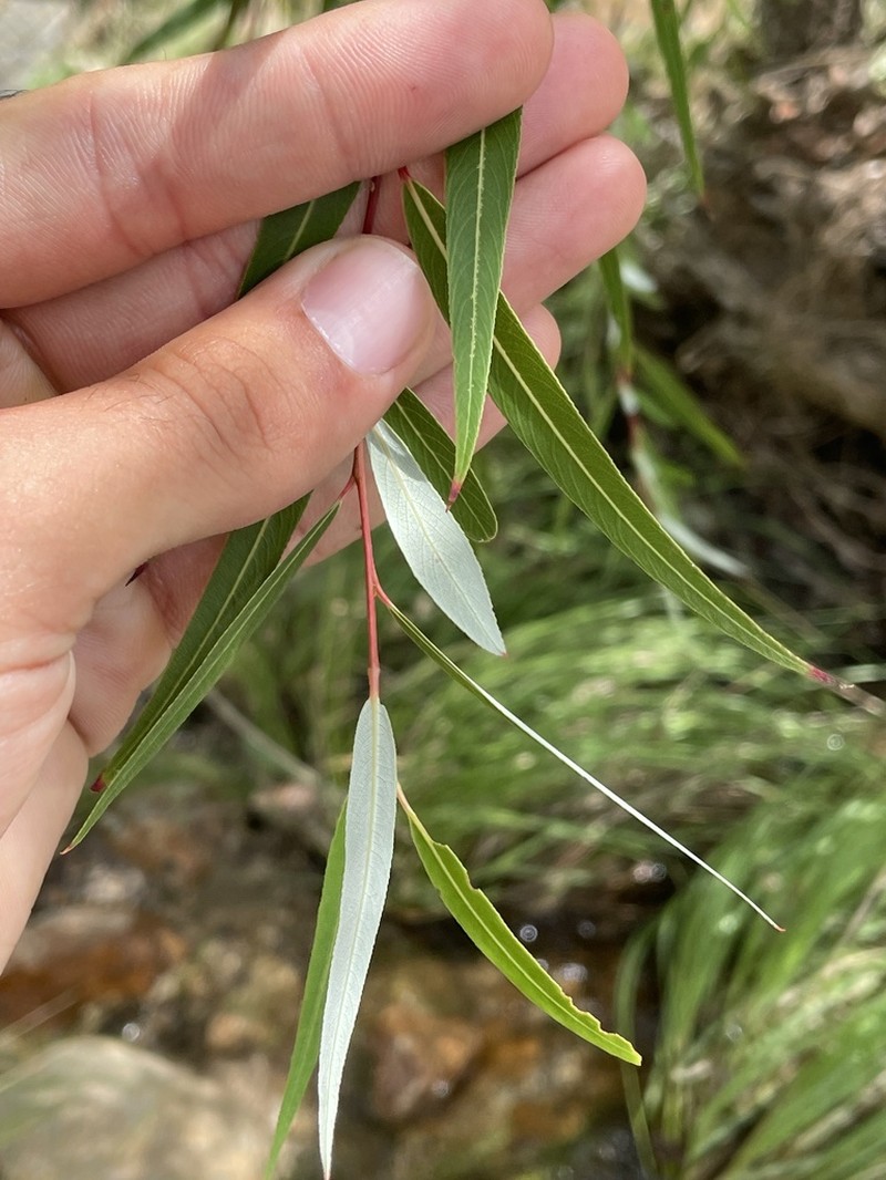 Bonpland Willow photo 4