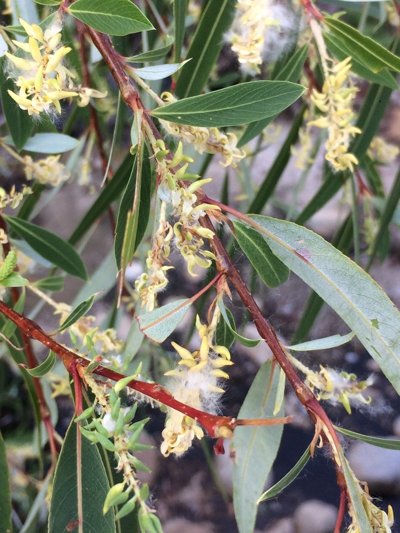 Bonpland Willow photo 5