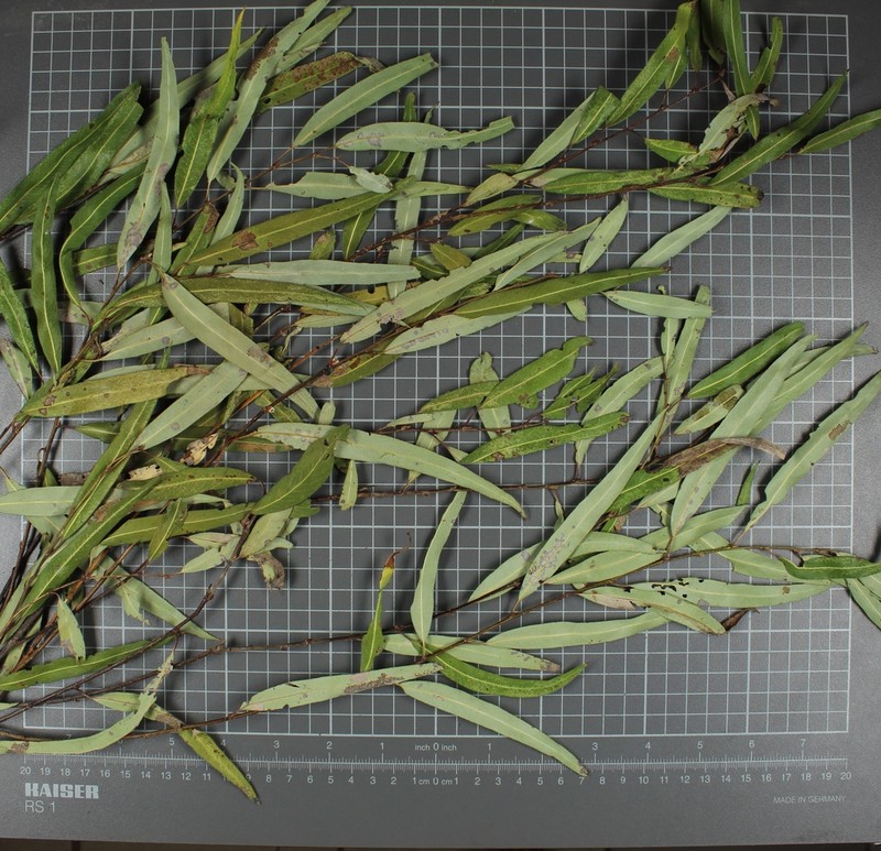 Bonpland Willow photo 6