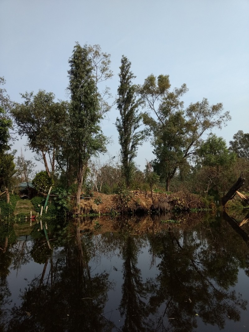 Bonpland Willow photo 7