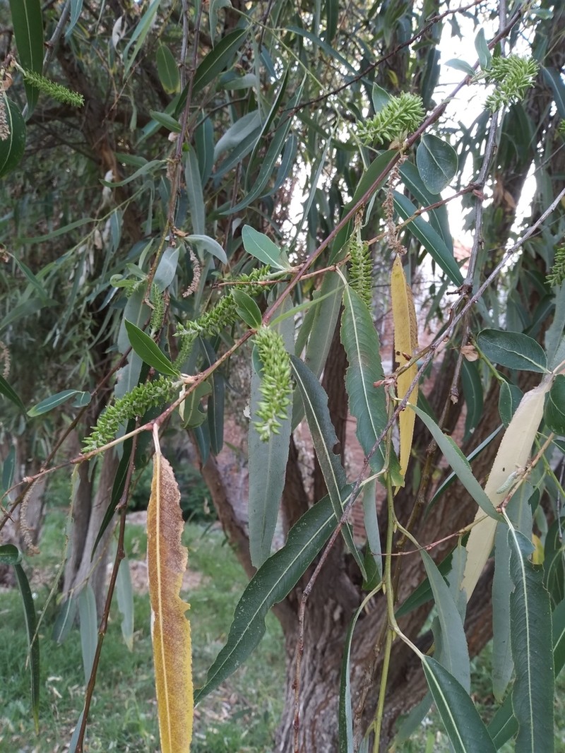 Bonpland Willow photo 8