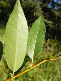 Booth's Willow