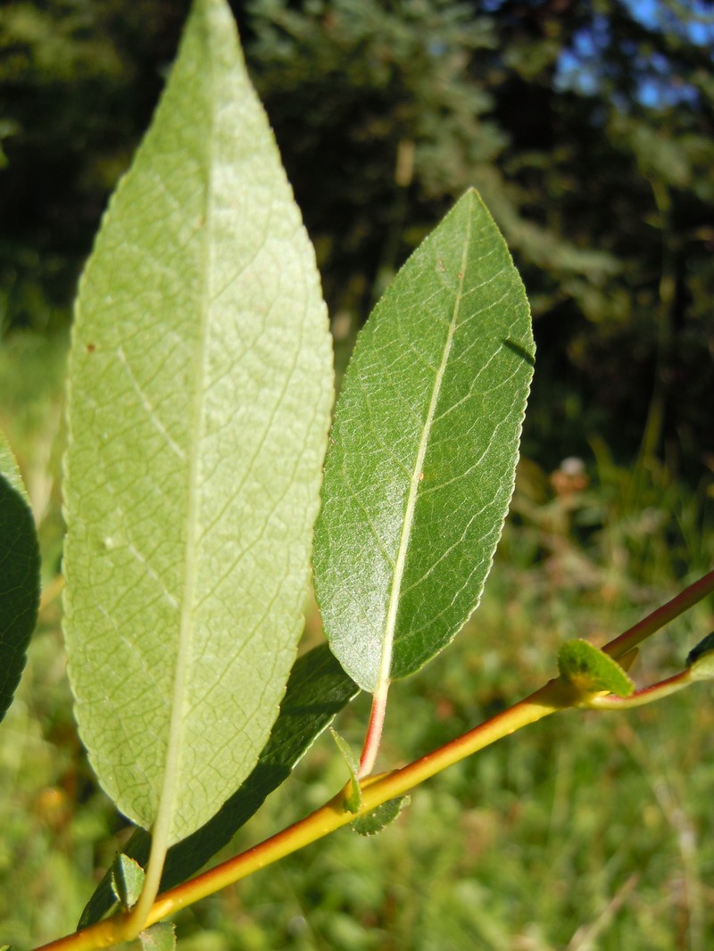 Booth's Willow