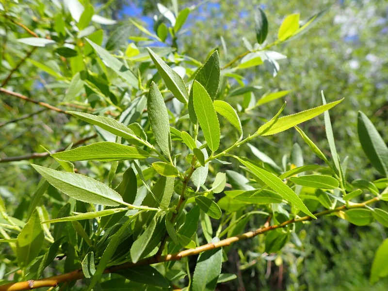 Booth's Willow photo 5