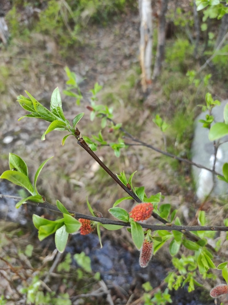 Salix borealis