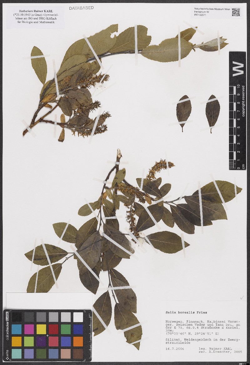 Salix borealis photo 2