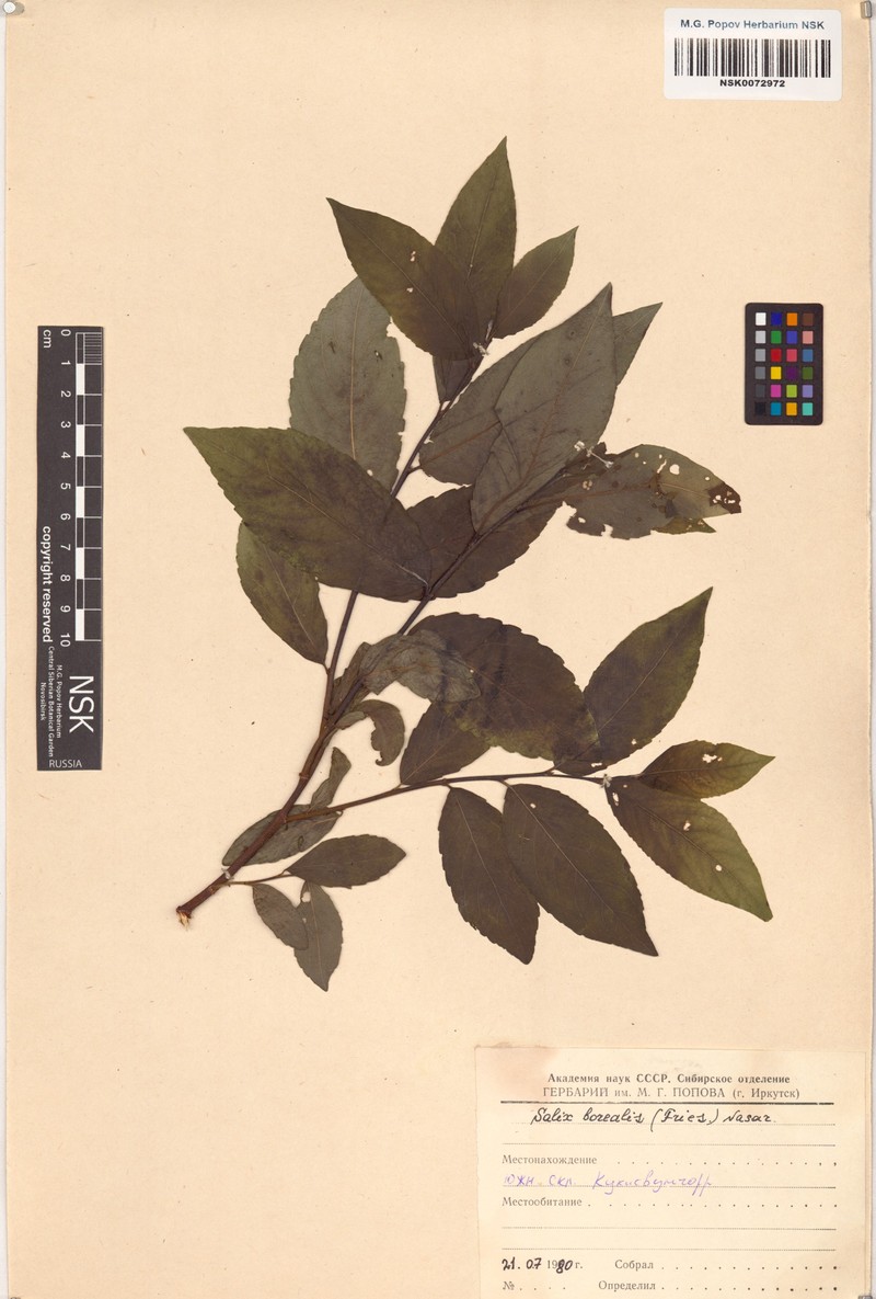Salix borealis photo 3