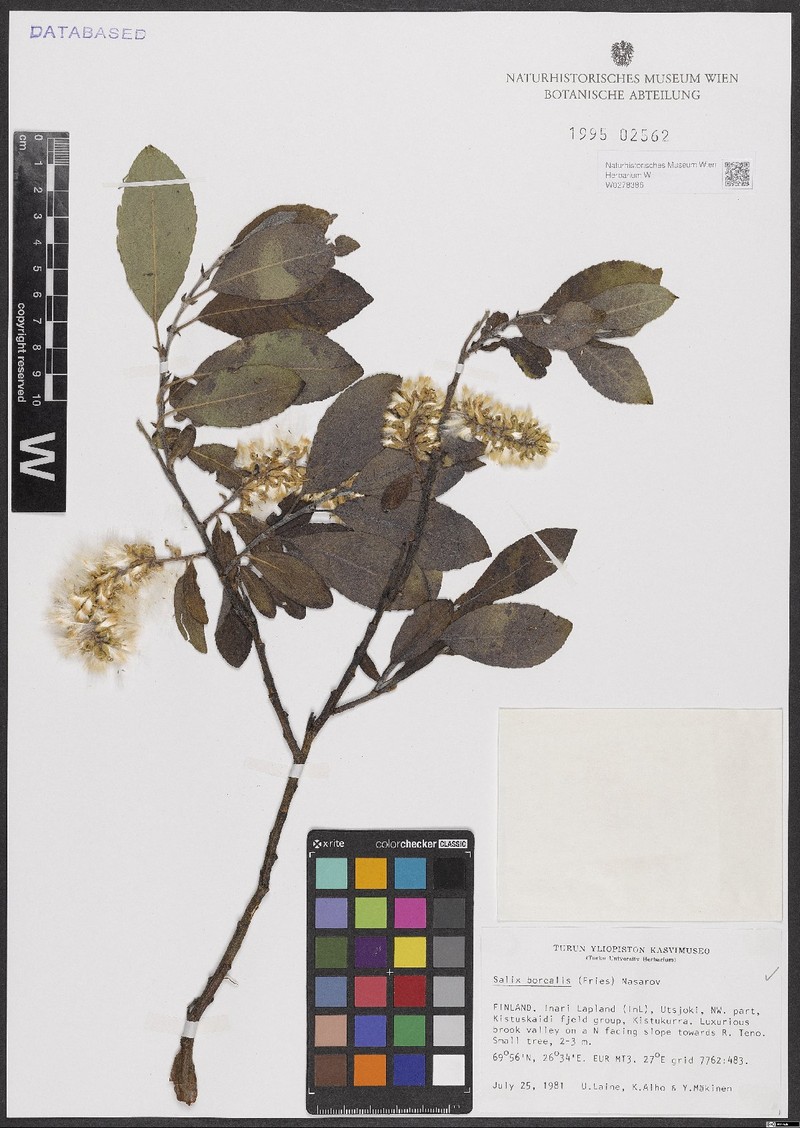 Salix borealis photo 4