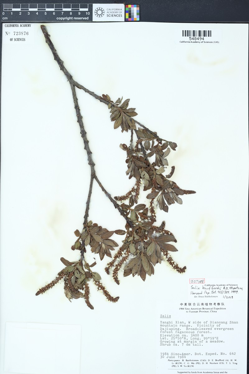 Salix bouffordii