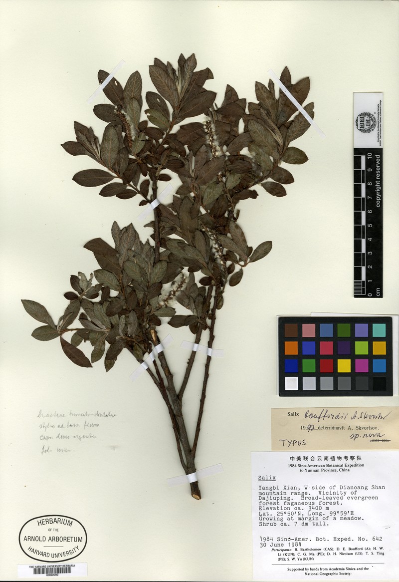 Salix bouffordii photo 2