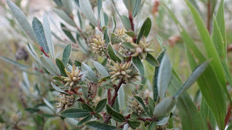 Shortfruit Willow photo 2
