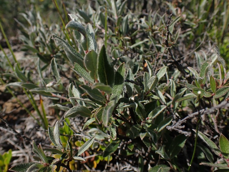 Shortfruit Willow photo 3