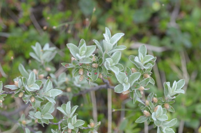 Shortfruit Willow photo 4