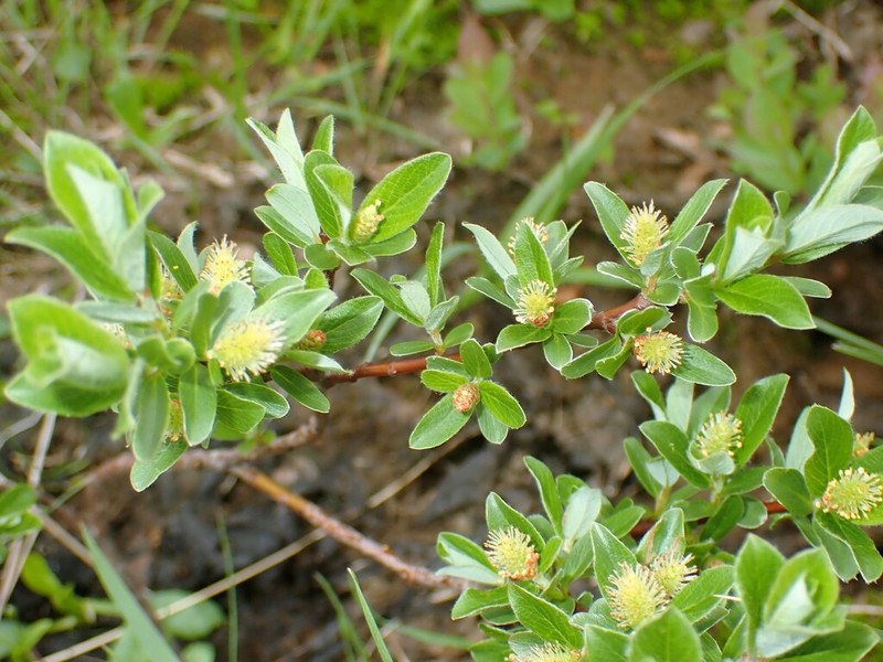 Shortfruit Willow photo 7