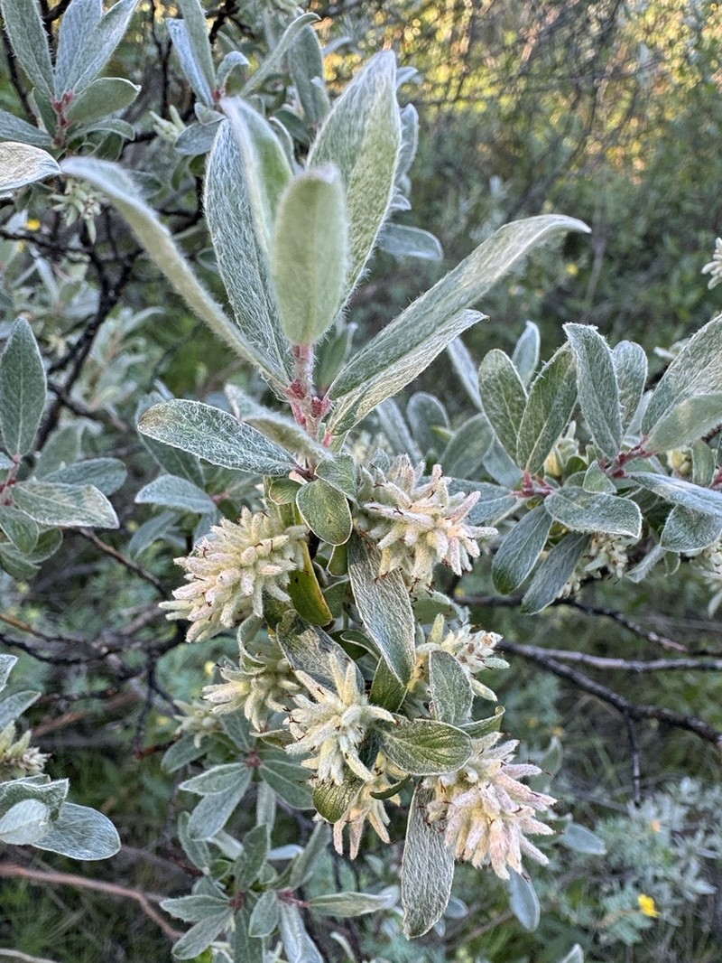 Shortfruit Willow photo 8