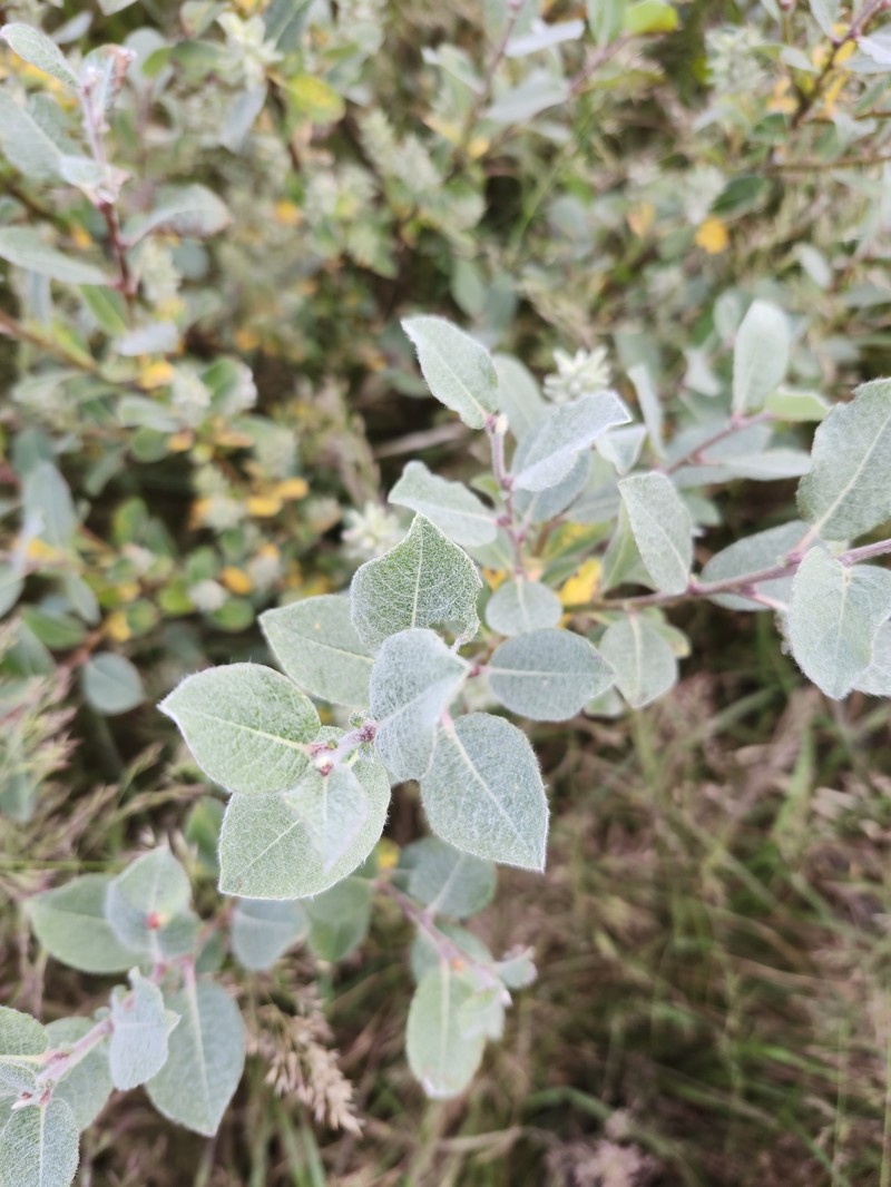 Salix brachycarpa var. brachycarpa