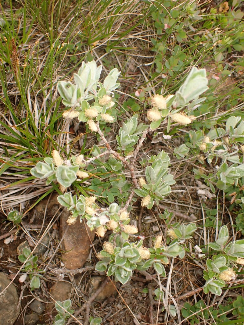 Salix brachycarpa var. brachycarpa photo 2