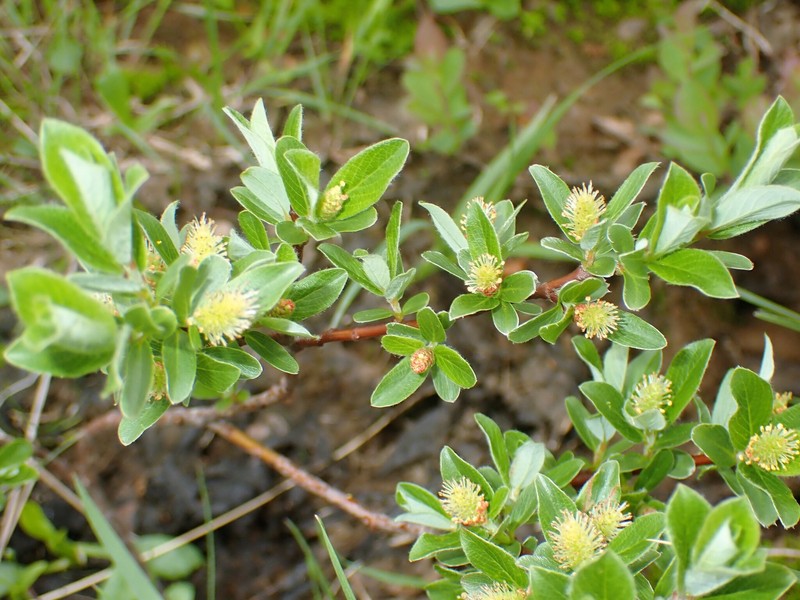 Salix brachycarpa var. brachycarpa photo 3