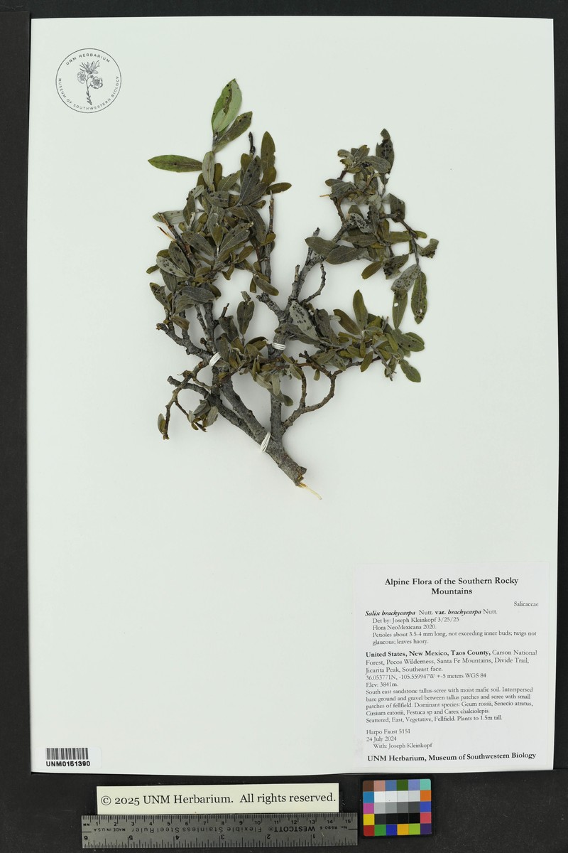 Salix brachycarpa var. brachycarpa photo 4
