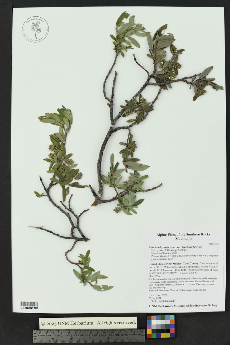 Salix brachycarpa var. brachycarpa photo 5