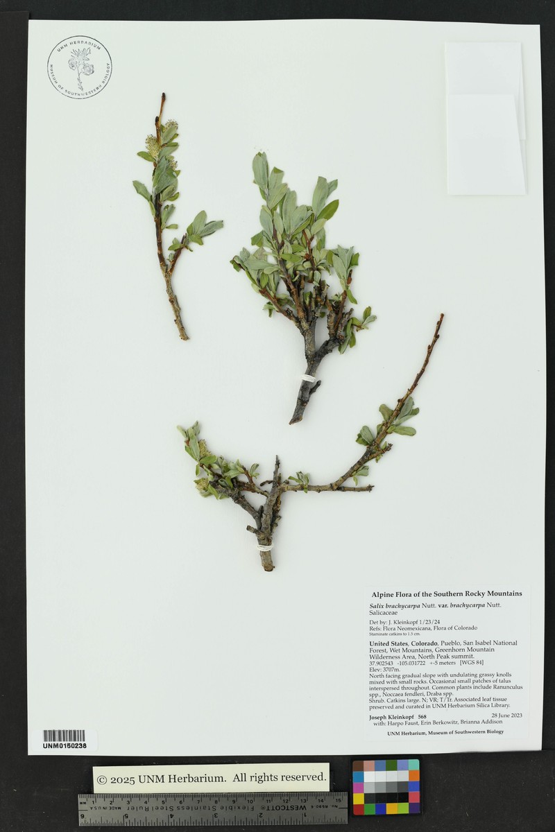 Salix brachycarpa var. brachycarpa photo 6
