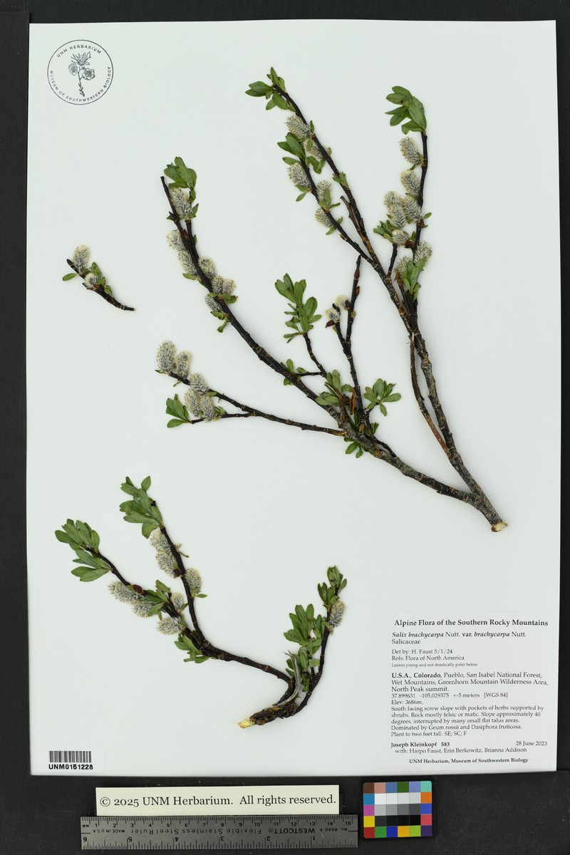 Salix brachycarpa var. brachycarpa photo 7