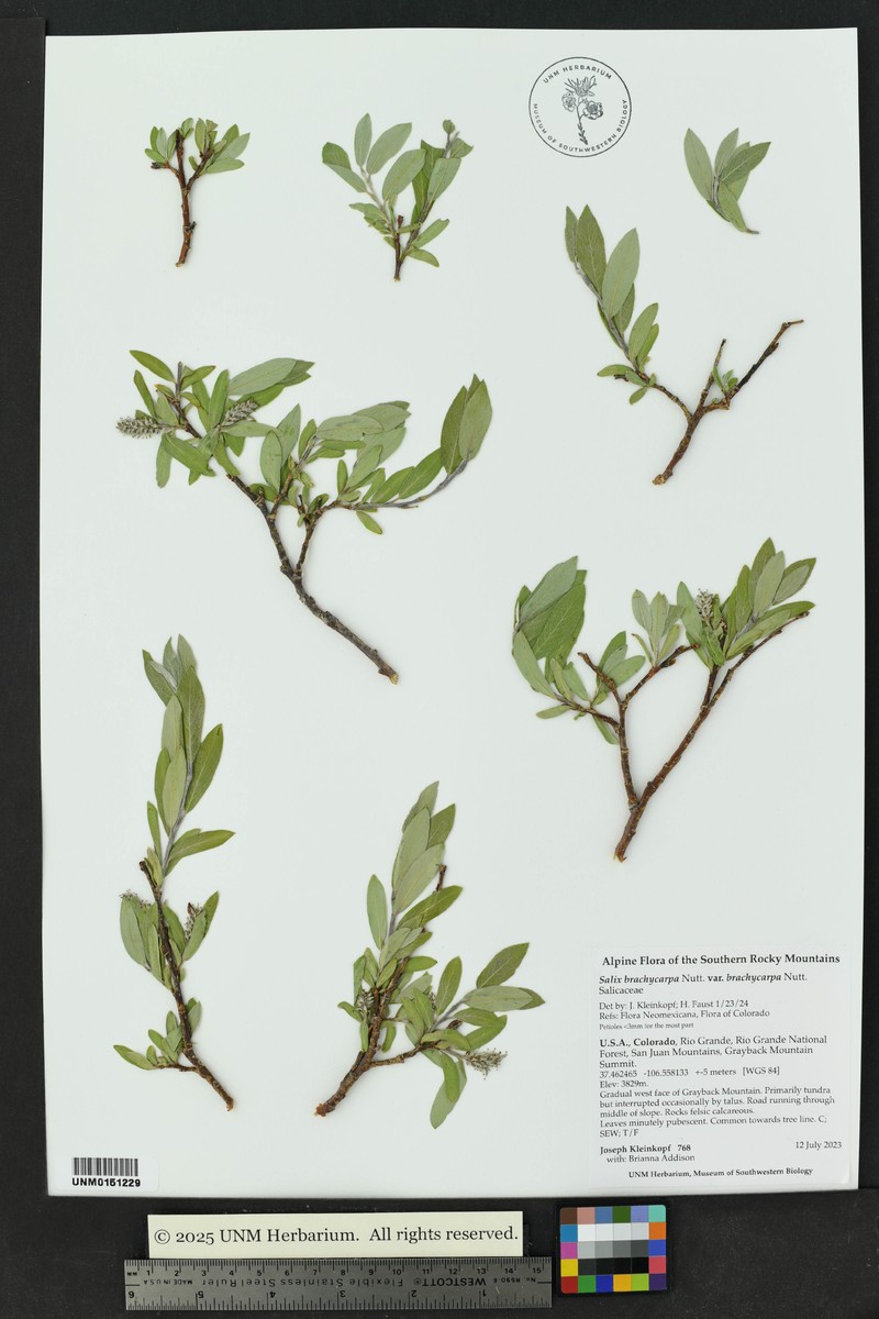 Salix brachycarpa var. brachycarpa photo 8