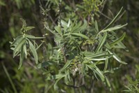 Salix brachypoda